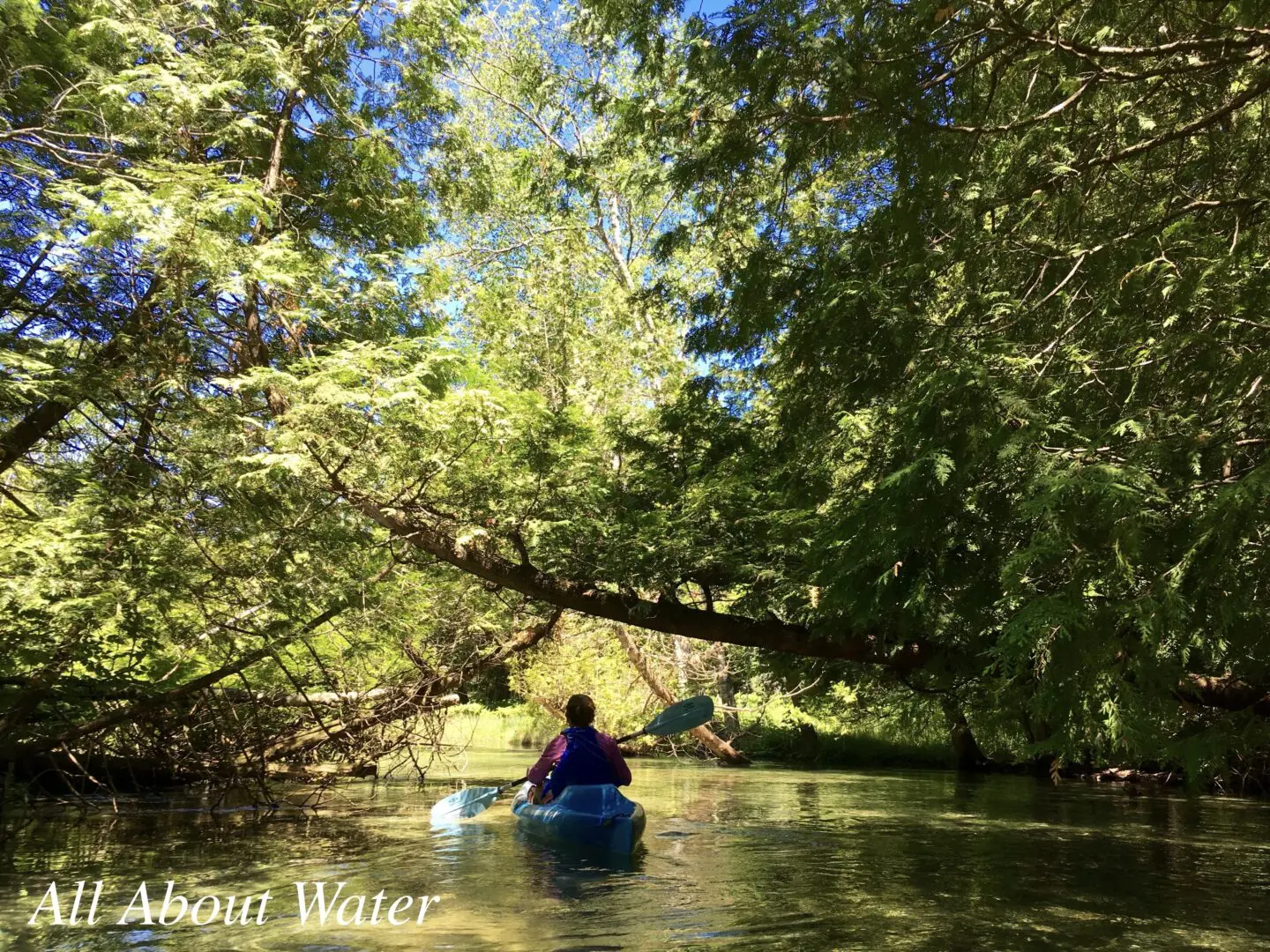 Person kayaking under a canopy of trees.